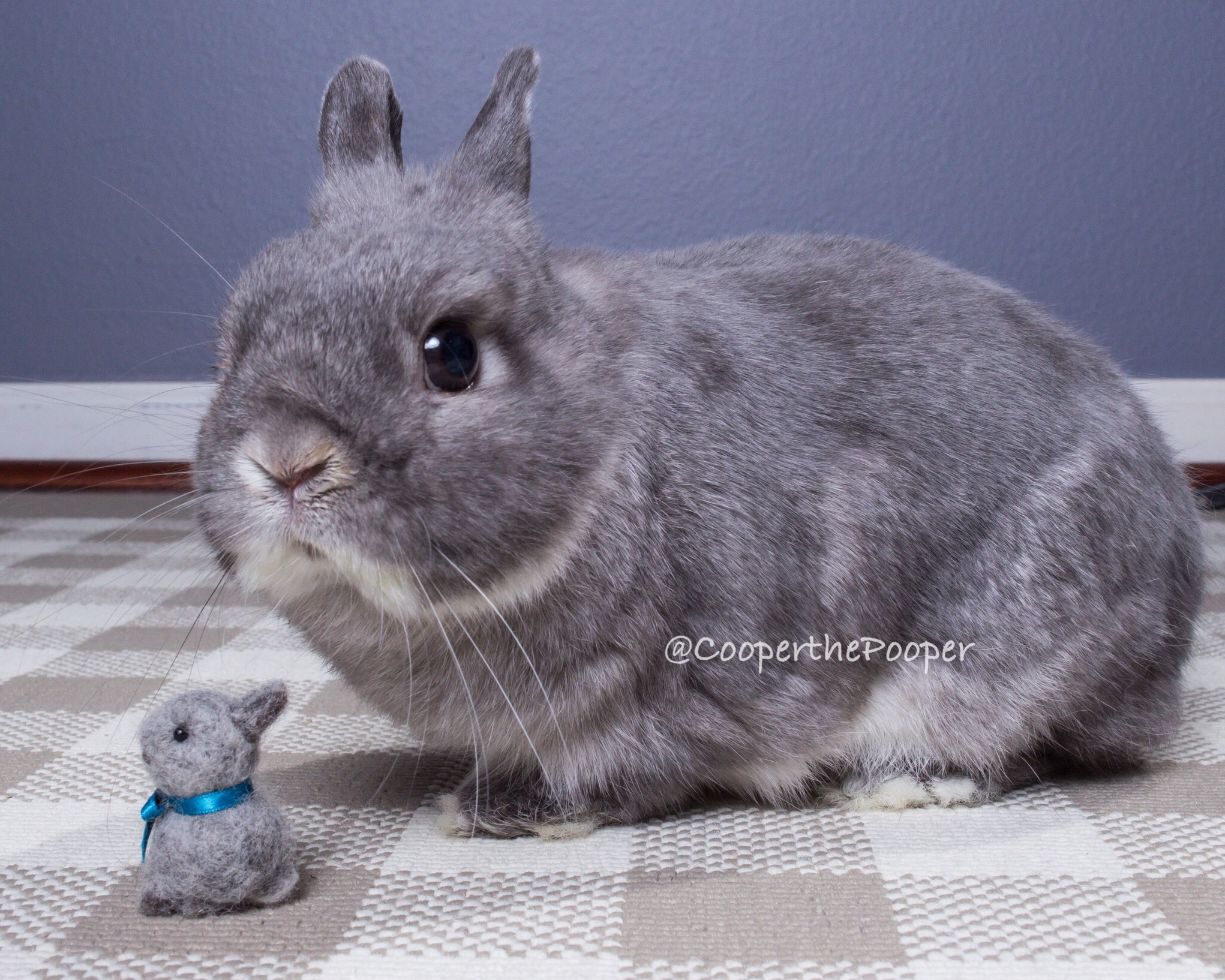 CCooper the Pooper - Grey Netherland Dwarf Rabbit - Sitting next to a tiny felt replica of him