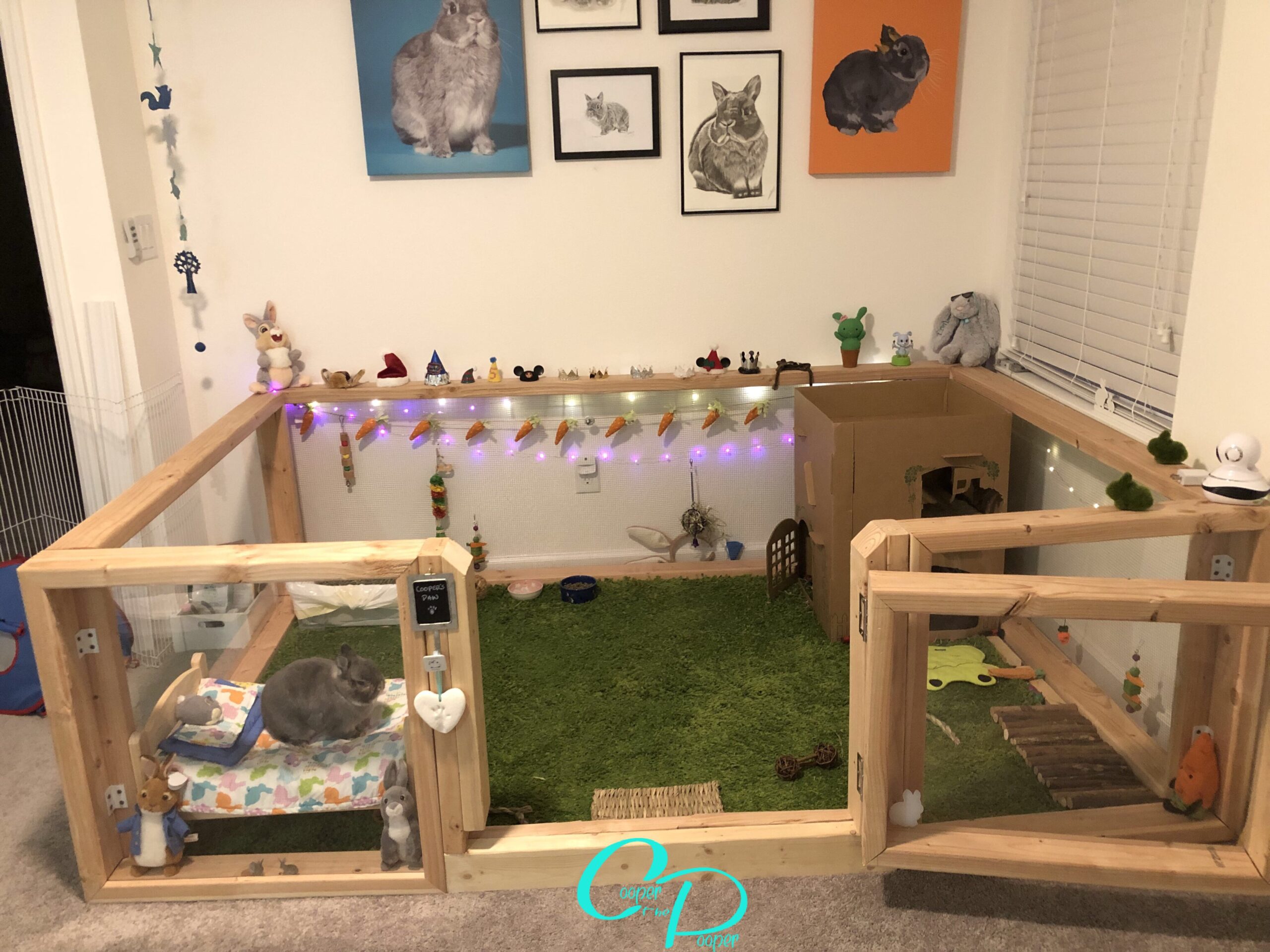 CCooper the Pooper - Grey Netherland Dwarf Rabbit - Rabbit Enclosure