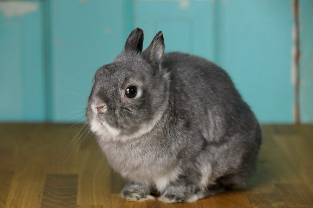 Cooper the Pooper - Netherland Dwarf rabbit - teal backdrop