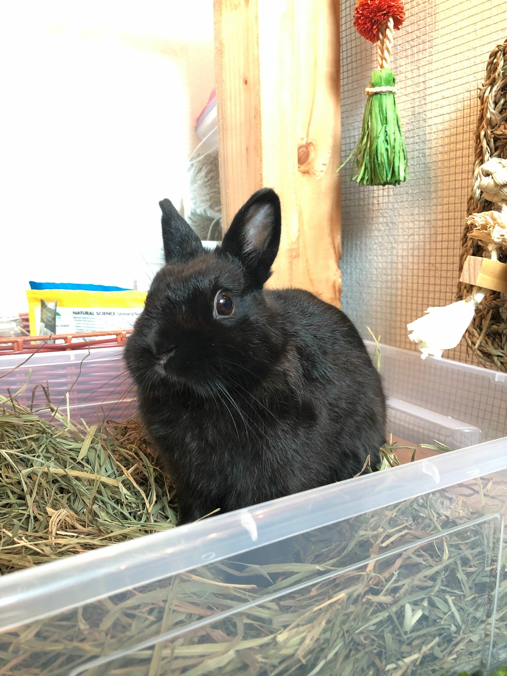 Thumper a Netherland Dwarf Rabbit - sitting in his litter box