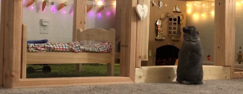 Cooper the Pooper - Periscoping in front of his enclosure