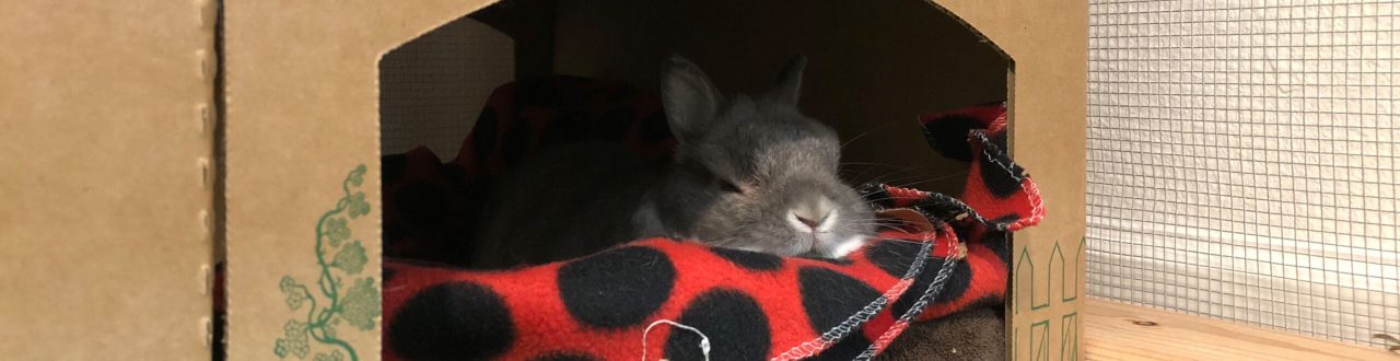 Rabbit Proof